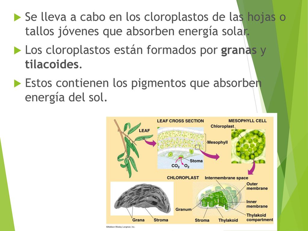 Se lleva a cabo en los cloroplastos de las hojas o tallos jóvenes que absorben energía solar.