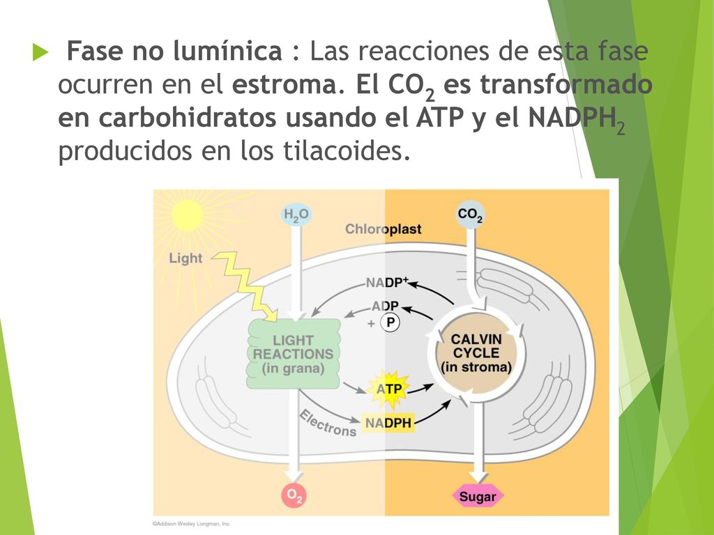 Fase no lumínica : Las reacciones de esta fase ocurren en el estroma