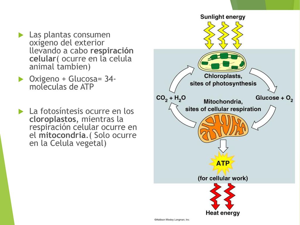 Las plantas consumen oxígeno del exterior llevando a cabo respiración celular( ocurre en la celula animal tambien)