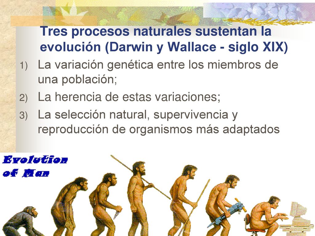 Tres procesos naturales sustentan la evolución (Darwin y Wallace - siglo XIX)