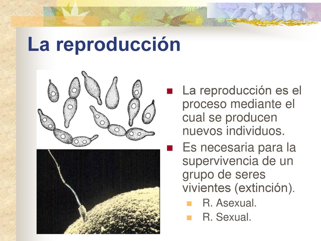 La reproducción La reproducción es el proceso mediante el cual se producen nuevos individuos.