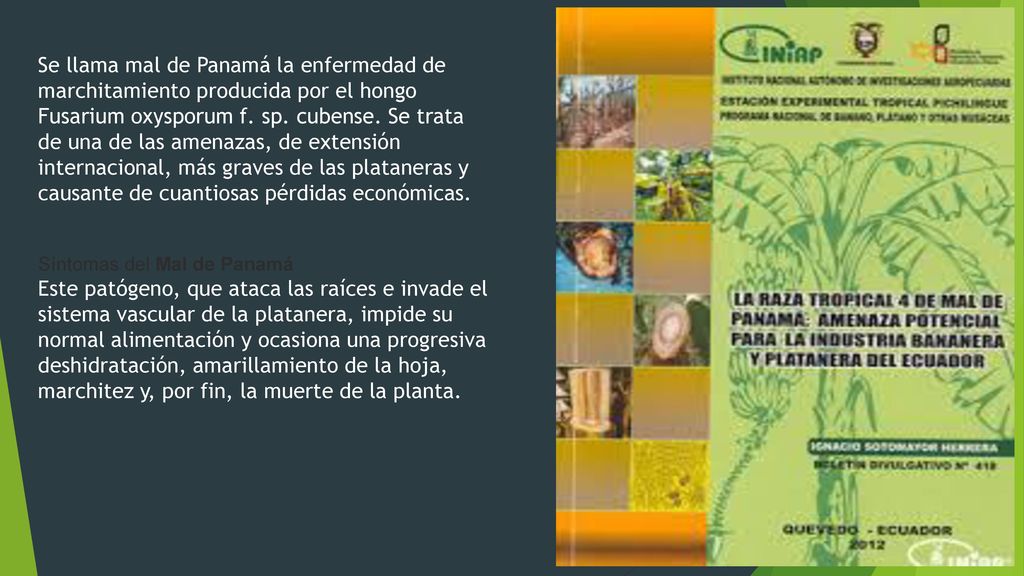 Se llama mal de Panamá la enfermedad de marchitamiento producida por el hongo Fusarium oxysporum f. sp. cubense. Se trata de una de las amenazas, de extensión internacional, más graves de las plataneras y causante de cuantiosas pérdidas económicas.