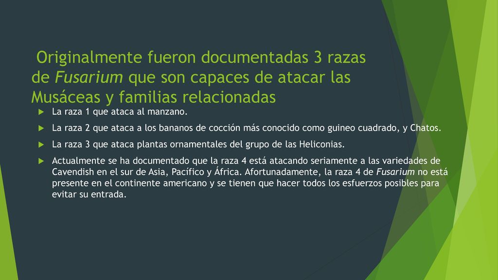 Originalmente fueron documentadas 3 razas de Fusarium que son capaces de atacar las Musáceas y familias relacionadas