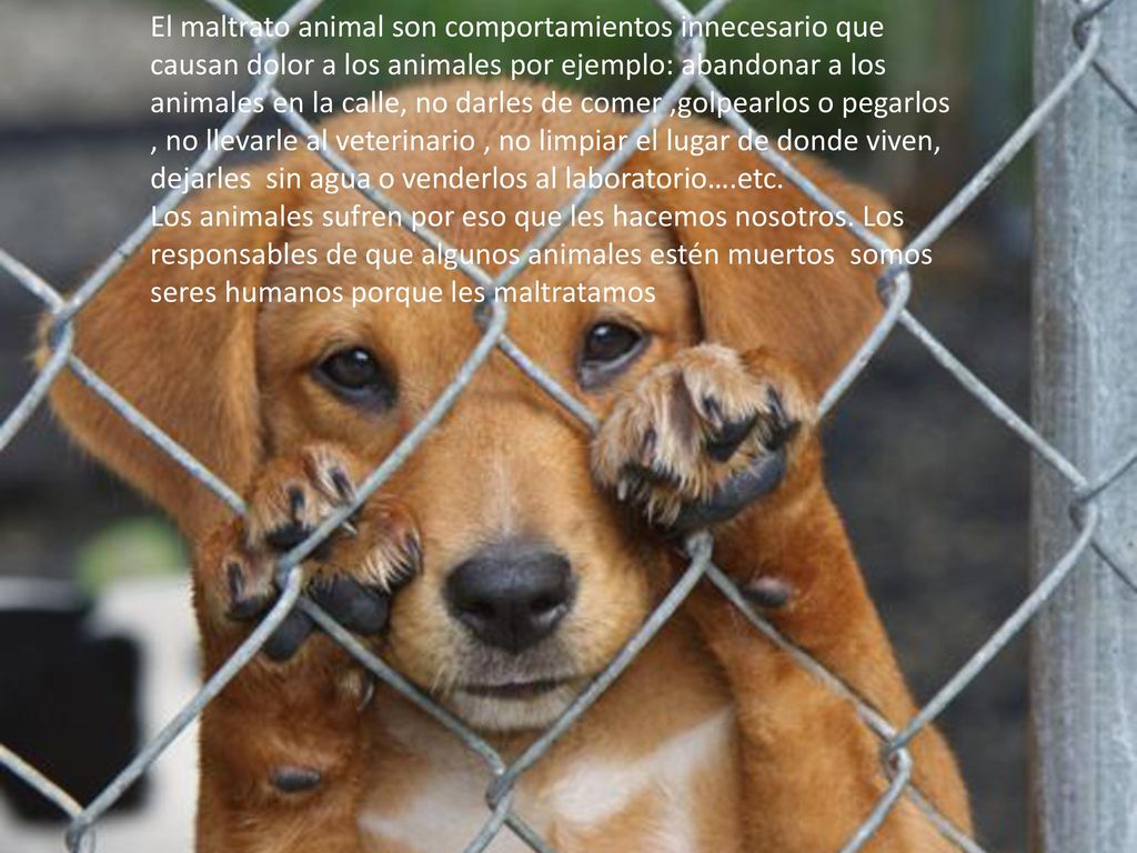El maltrato animal son comportamientos innecesario que causan dolor a los animales por ejemplo: abandonar a los animales en la calle, no darles de comer ,golpearlos o pegarlos , no llevarle al veterinario , no limpiar el lugar de donde viven, dejarles sin agua o venderlos al laboratorio….etc.