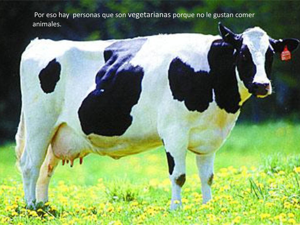 Por eso hay personas que son vegetarianas porque no le gustan comer animales.