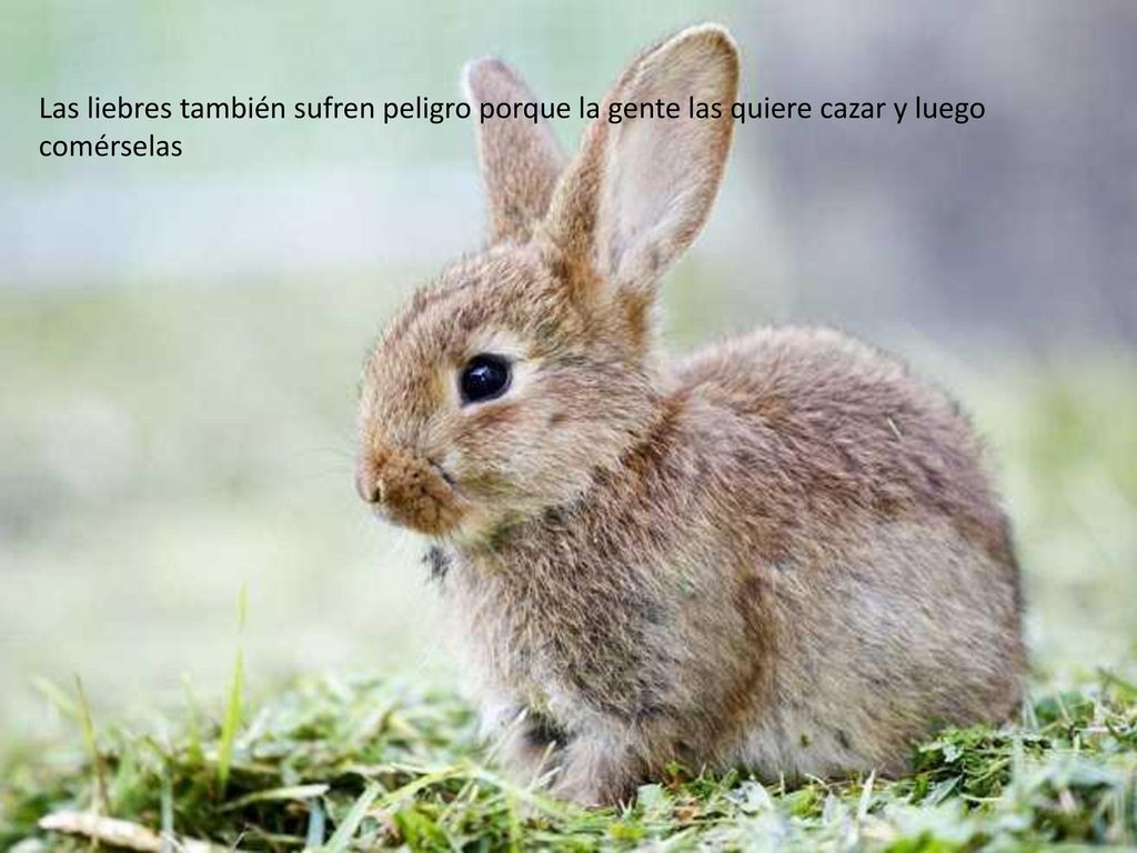Las liebres también sufren peligro porque la gente las quiere cazar y luego comérselas