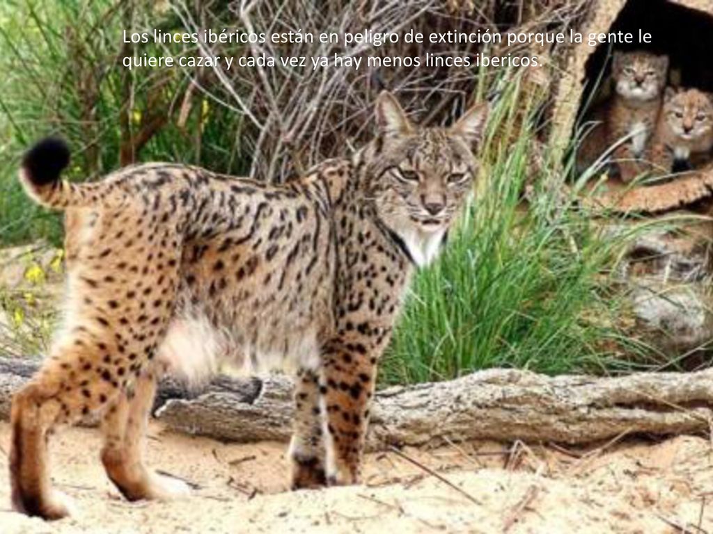 Los linces ibéricos están en peligro de extinción porque la gente le quiere cazar y cada vez ya hay menos linces ibericos.