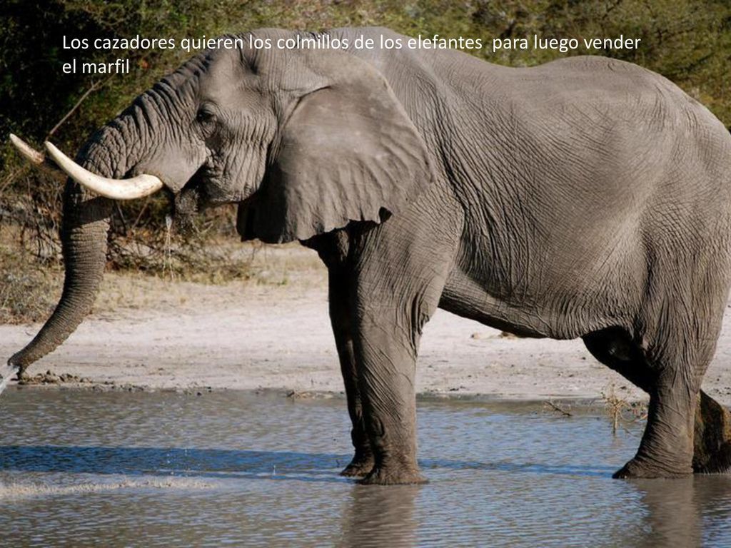 Los cazadores quieren los colmillos de los elefantes para luego vender el marfil