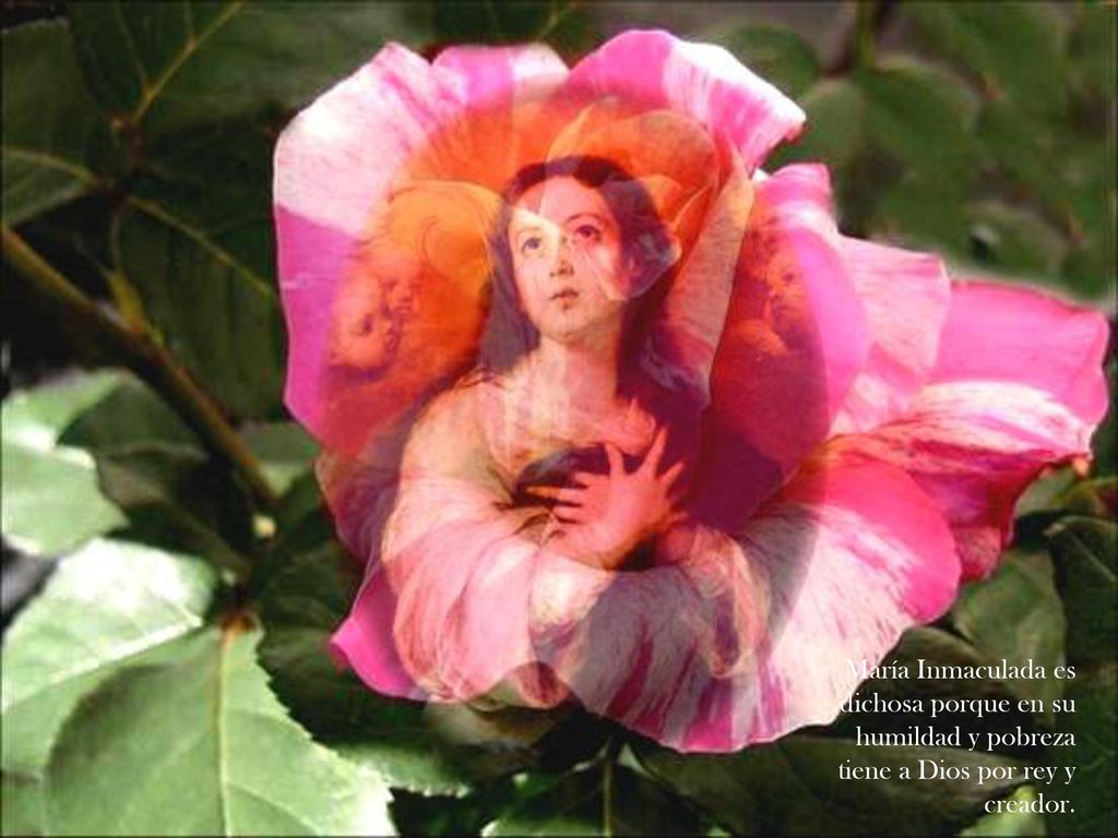 María Inmaculada es dichosa porque en su humildad y pobreza tiene a Dios por rey y creador.