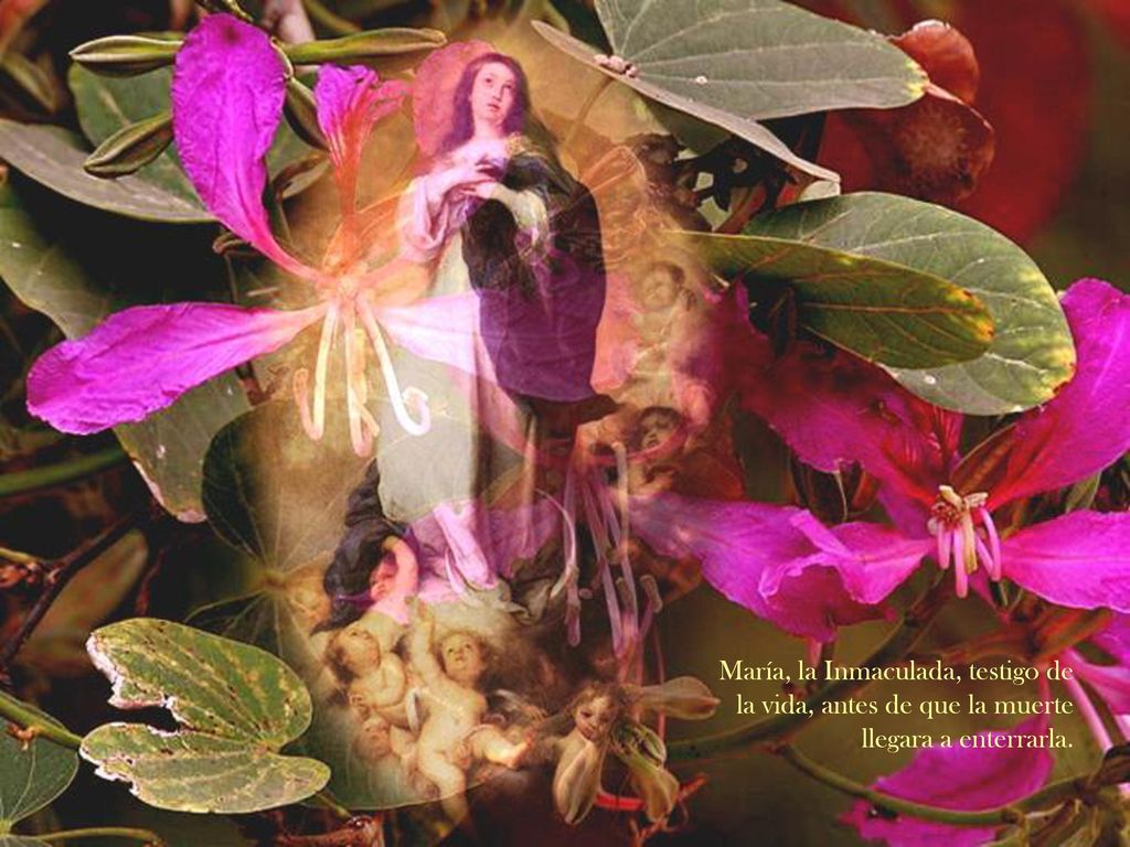 María, la Inmaculada, testigo de la vida, antes de que la muerte llegara a enterrarla.