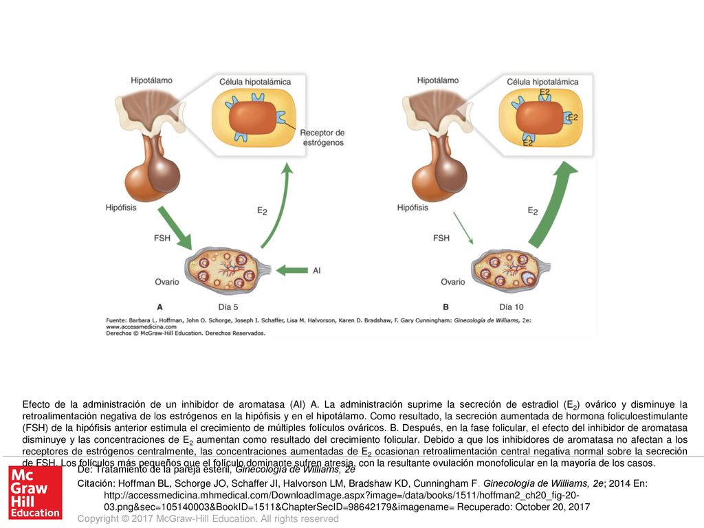 Efecto de la administración de un inhibidor de aromatasa (AI) A