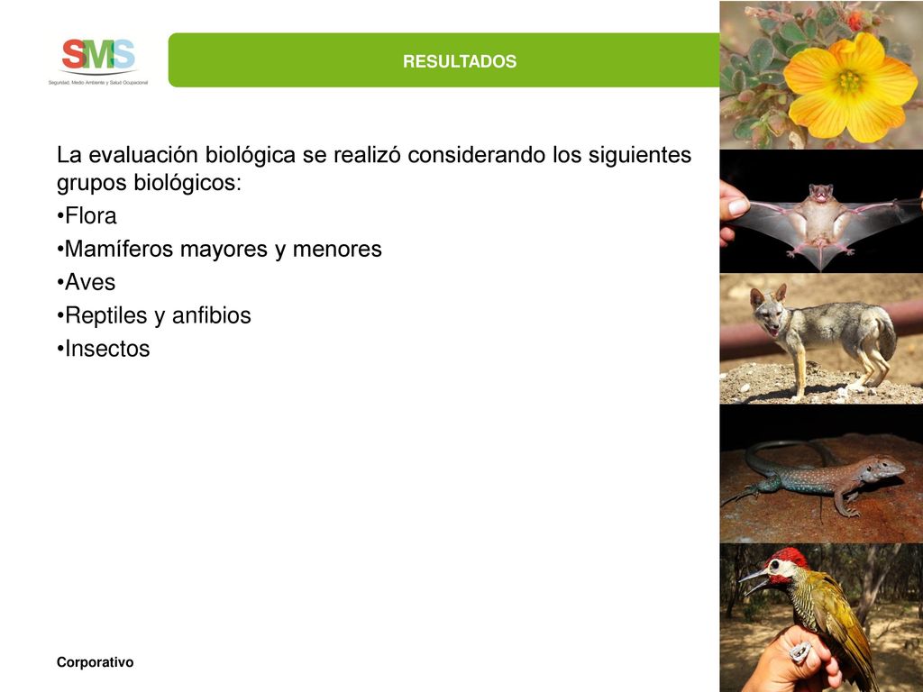 RESULTADOS La evaluación biológica se realizó considerando los siguientes grupos biológicos: Flora.