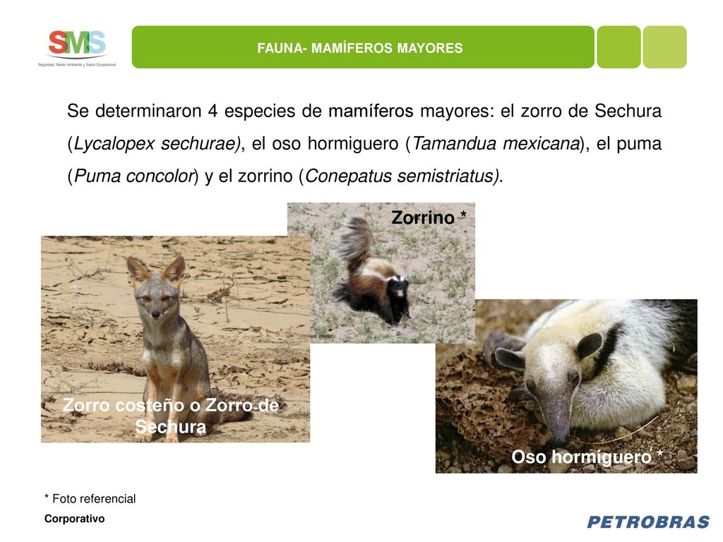 FAUNA- MAMÍFEROS MAYORES Zorro costeño o Zorro de Sechura