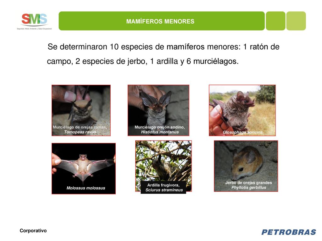 MAMÍFEROS MENORES Se determinaron 10 especies de mamíferos menores: 1 ratón de campo, 2 especies de jerbo, 1 ardilla y 6 murciélagos.