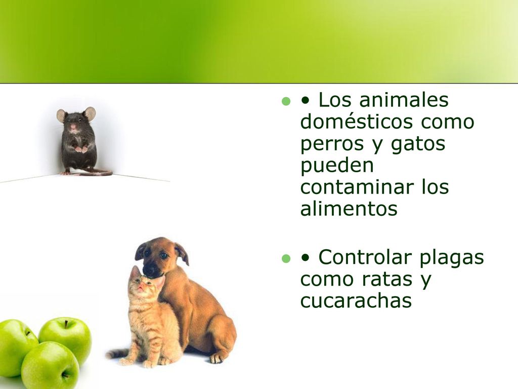 • Los animales domésticos como perros y gatos pueden contaminar los alimentos