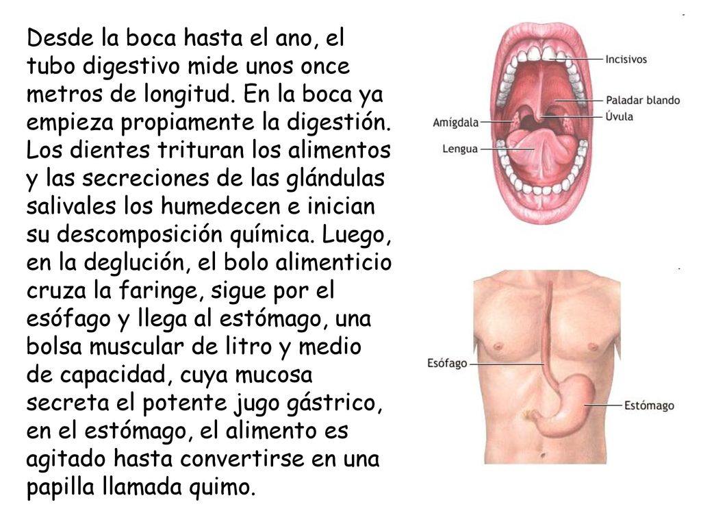 Desde la boca hasta el ano, el tubo digestivo mide unos once metros de longitud.
