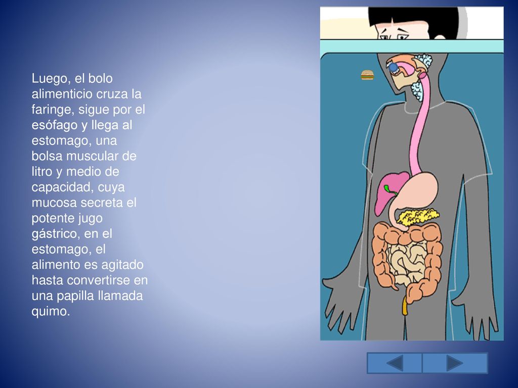 Luego, el bolo alimenticio cruza la faringe, sigue por el esófago y llega al estomago, una bolsa muscular de litro y medio de capacidad, cuya mucosa secreta el potente jugo gástrico, en el estomago, el alimento es agitado hasta convertirse en una papilla llamada quimo.