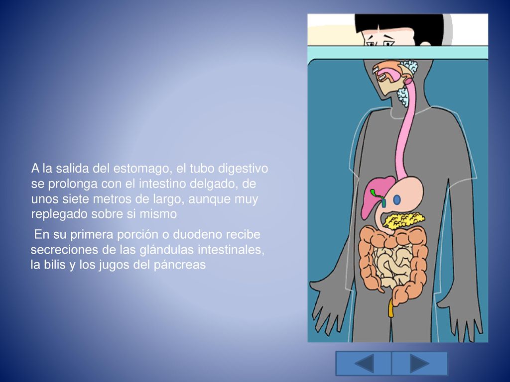 A la salida del estomago, el tubo digestivo se prolonga con el intestino delgado, de unos siete metros de largo, aunque muy replegado sobre si mismo