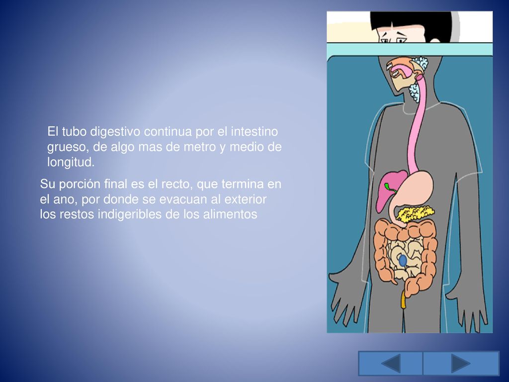 El tubo digestivo continua por el intestino grueso, de algo mas de metro y medio de longitud.