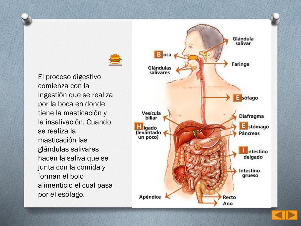 El proceso digestivo comienza con la ingestión que se realiza por la boca en donde tiene la masticación y la insalivación.