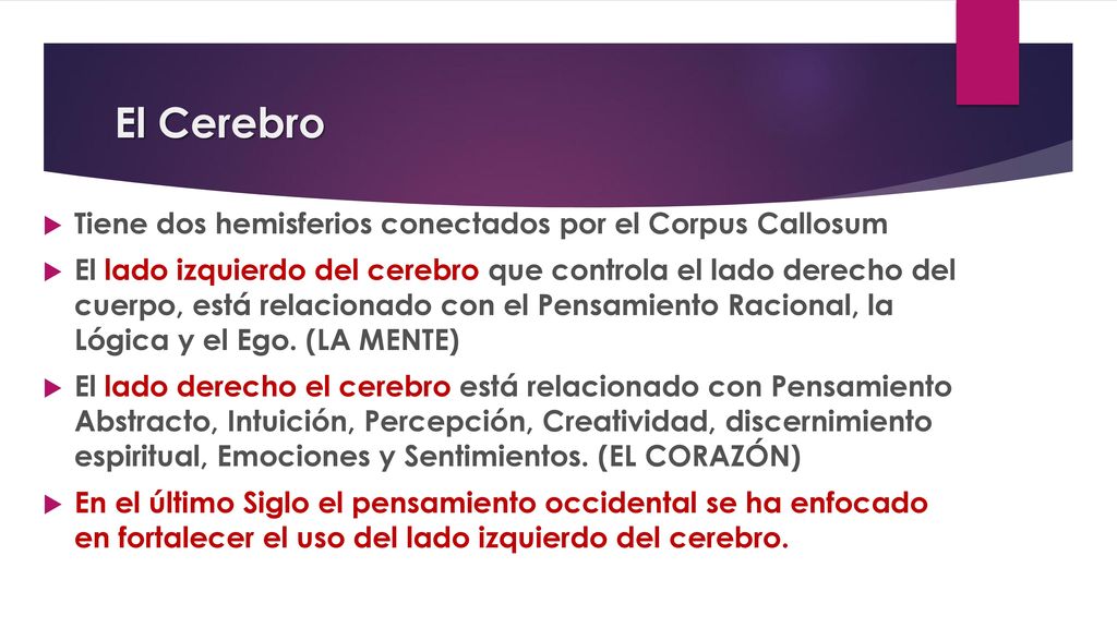 El Cerebro Tiene dos hemisferios conectados por el Corpus Callosum