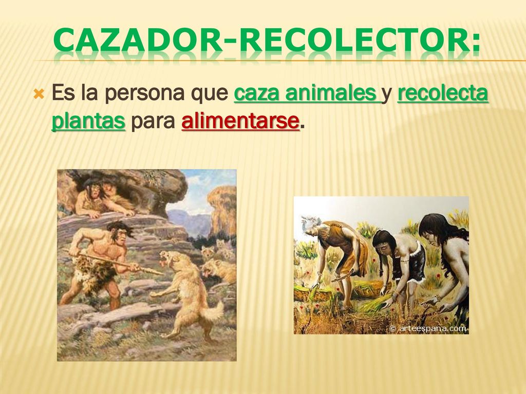 Cazador-recolector: Es la persona que caza animales y recolecta plantas para alimentarse.