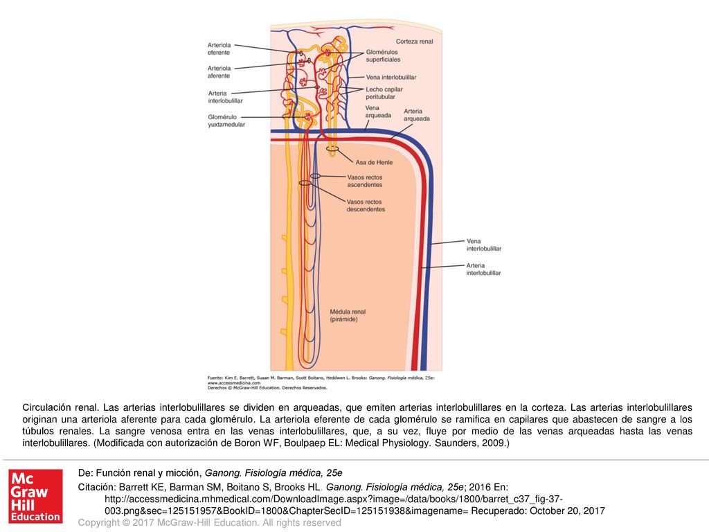 Circulación renal. Las arterias interlobulillares se dividen en arqueadas, que emiten arterias interlobulillares en la corteza. Las arterias interlobulillares originan una arteriola aferente para cada glomérulo. La arteriola eferente de cada glomérulo se ramifica en capilares que abastecen de sangre a los túbulos renales. La sangre venosa entra en las venas interlobulillares, que, a su vez, fluye por medio de las venas arqueadas hasta las venas interlobulillares. (Modificada con autorización de Boron WF, Boulpaep EL: Medical Physiology. Saunders, 2009.)