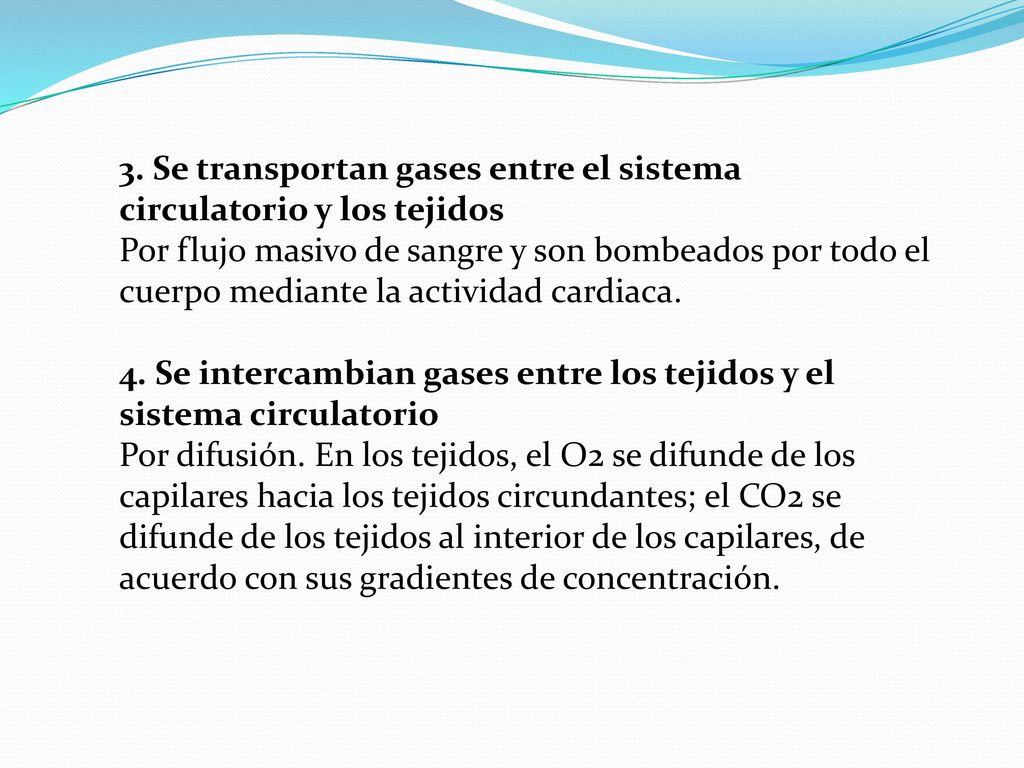 3. Se transportan gases entre el sistema circulatorio y los tejidos