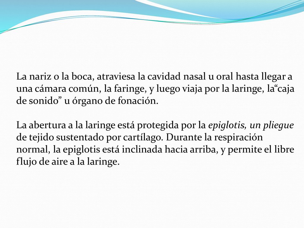 La nariz o la boca, atraviesa la cavidad nasal u oral hasta llegar a una cámara común, la faringe, y luego viaja por la laringe, la caja de sonido u órgano de fonación.