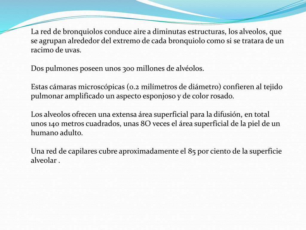 La red de bronquiolos conduce aire a diminutas estructuras, los alveolos, que se agrupan alrededor del extremo de cada bronquiolo como si se tratara de un racimo de uvas.