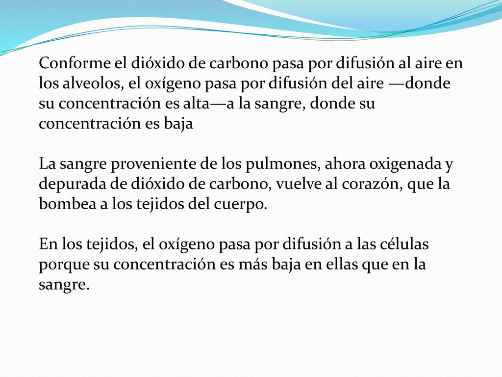 Conforme el dióxido de carbono pasa por difusión al aire en los alveolos, el oxígeno pasa por difusión del aire —donde su concentración es alta—a la sangre, donde su concentración es baja