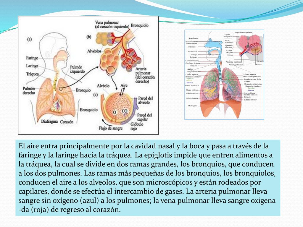 El aire entra principalmente por la cavidad nasal y la boca y pasa a través de la faringe y la laringe hacia la tráquea.