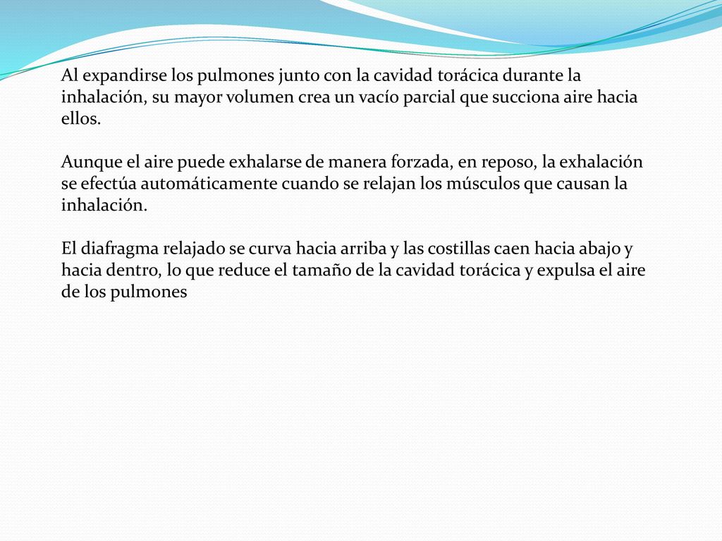 Al expandirse los pulmones junto con la cavidad torácica durante la inhalación, su mayor volumen crea un vacío parcial que succiona aire hacia ellos.