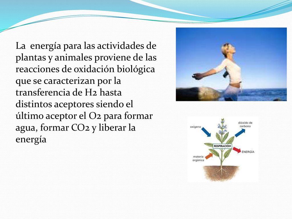 La energía para las actividades de plantas y animales proviene de las reacciones de oxidación biológica que se caracterizan por la transferencia de H2 hasta distintos aceptores siendo el último aceptor el O2 para formar agua, formar CO2 y liberar la energía