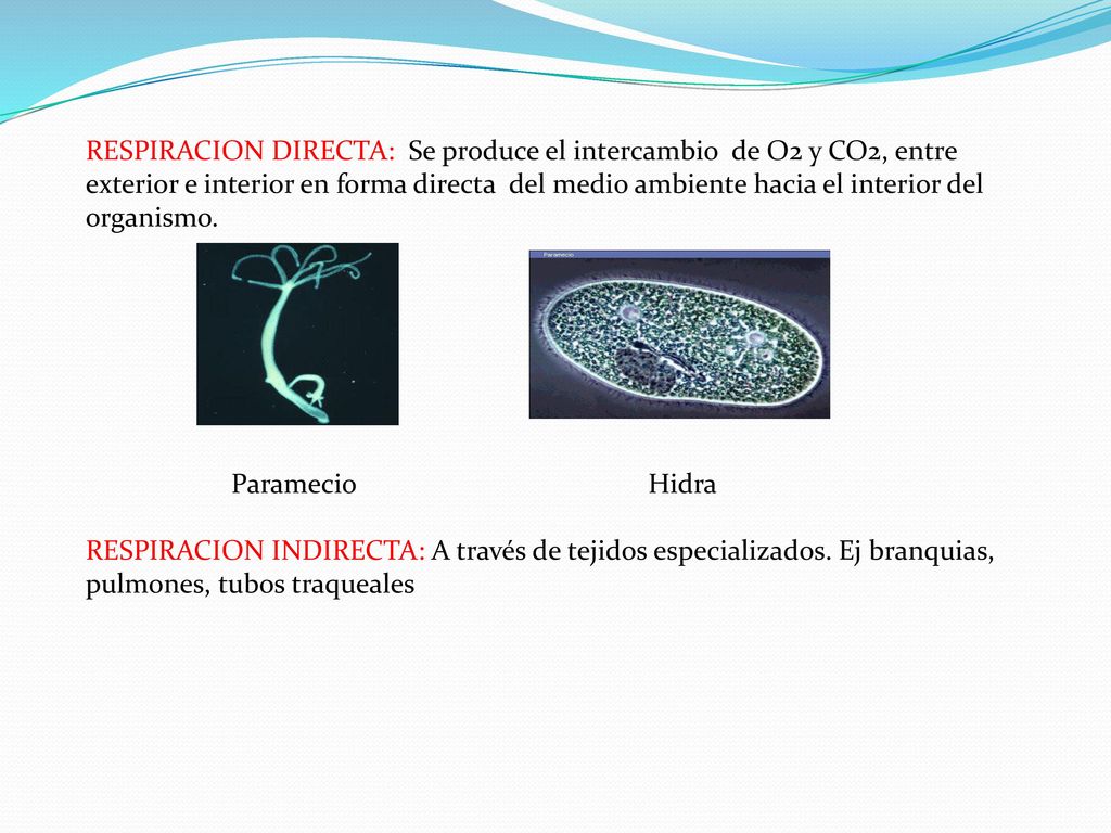 RESPIRACION DIRECTA: Se produce el intercambio de O2 y CO2, entre exterior e interior en forma directa del medio ambiente hacia el interior del organismo.