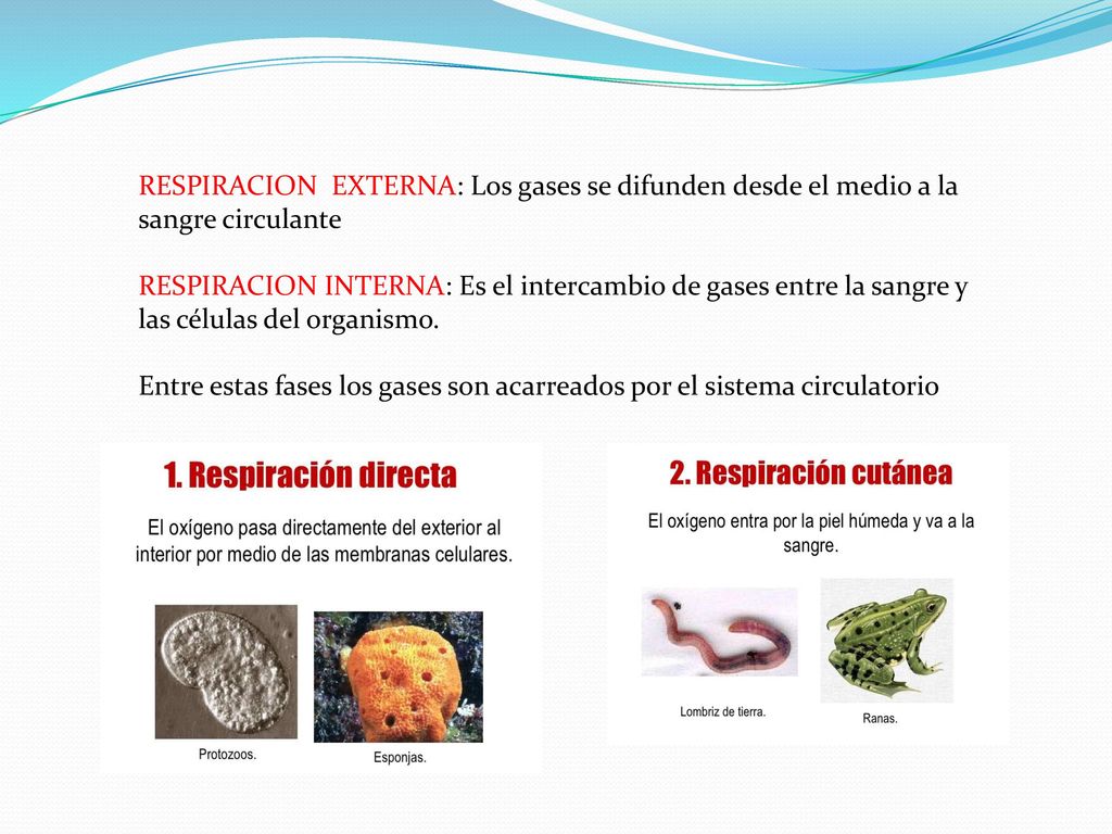 RESPIRACION EXTERNA: Los gases se difunden desde el medio a la sangre circulante