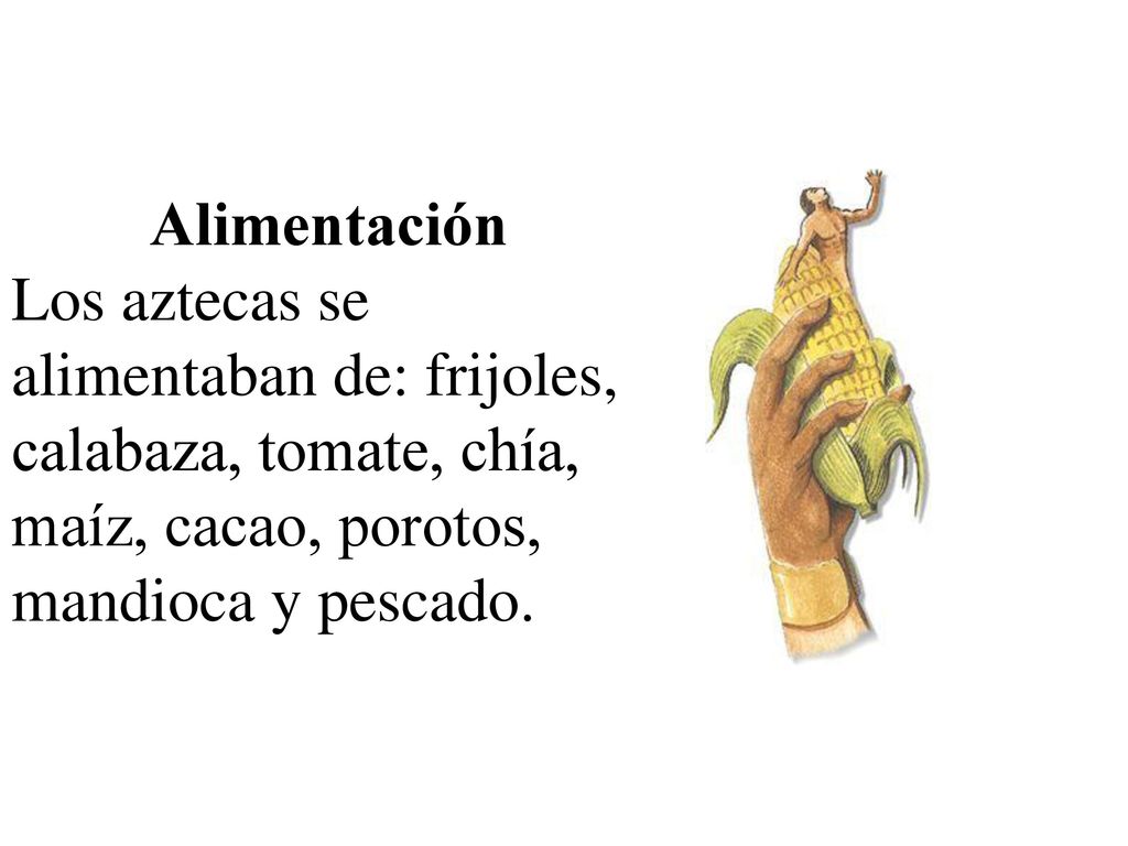 Alimentación Los aztecas se alimentaban de: frijoles, calabaza, tomate, chía, maíz, cacao, porotos, mandioca y pescado.