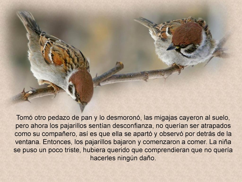 Tomó otro pedazo de pan y lo desmoronó, las migajas cayeron al suelo, pero ahora los pajarillos sentían desconfianza, no querían ser atrapados como su compañero, así es que ella se apartó y observó por detrás de la ventana.