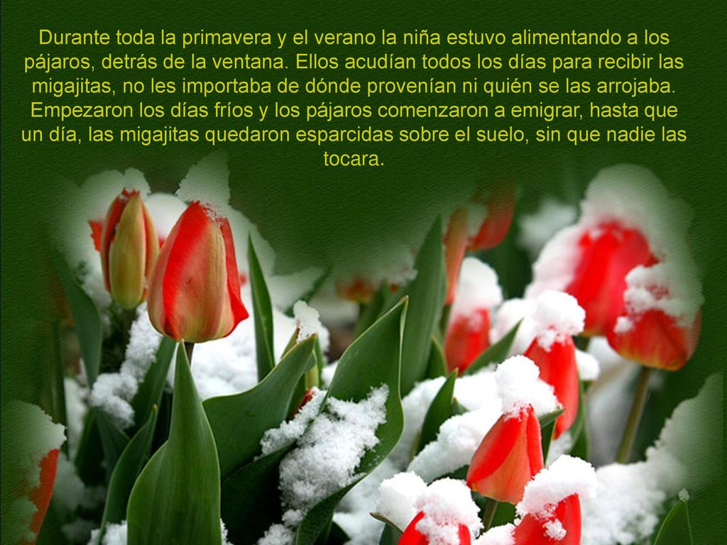 Durante toda la primavera y el verano la niña estuvo alimentando a los pájaros, detrás de la ventana. Ellos acudían todos los días para recibir las migajitas, no les importaba de dónde provenían ni quién se las arrojaba.