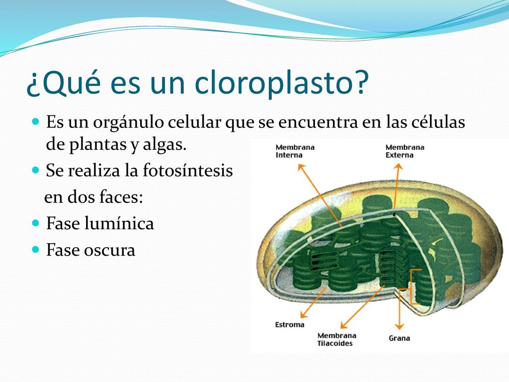 ¿Qué es un cloroplasto Es un orgánulo celular que se encuentra en las células de plantas y algas. Se realiza la fotosíntesis.