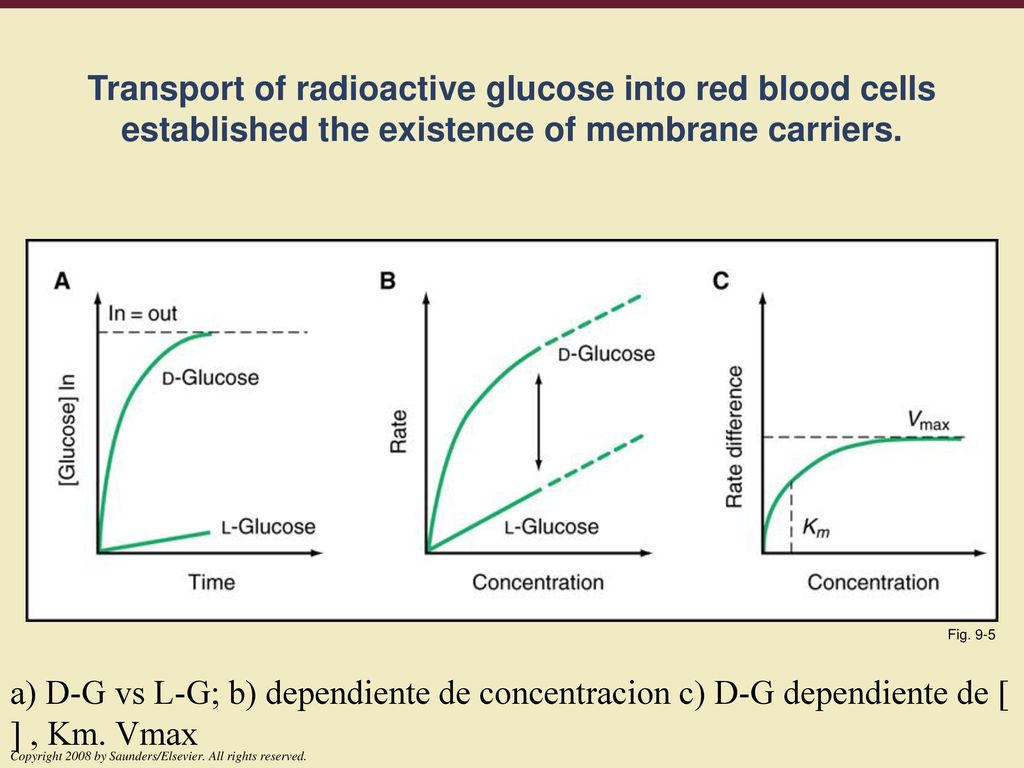 Transport of radioactive glucose into red blood cells established the existence of membrane carriers.