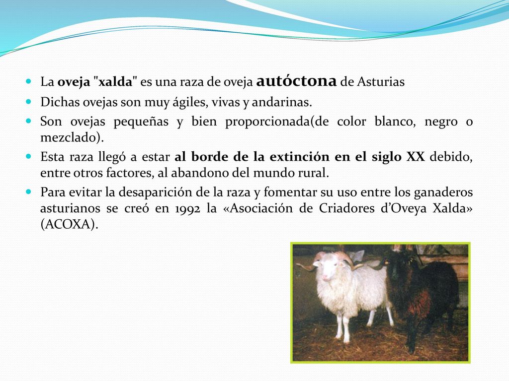 La oveja xalda es una raza de oveja autóctona de Asturias