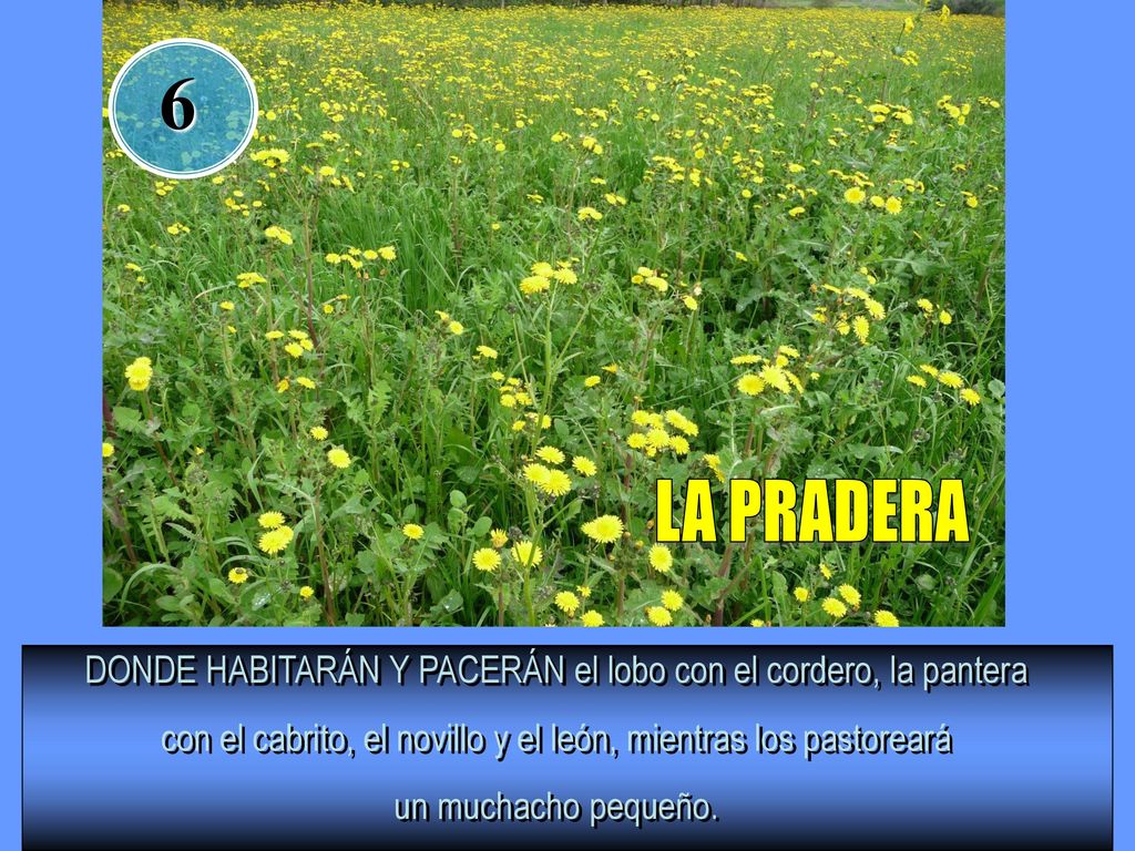 6 LA PRADERA. DONDE HABITARÁN Y PACERÁN el lobo con el cordero, la pantera. con el cabrito, el novillo y el león, mientras los pastoreará.
