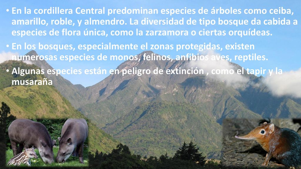 En la cordillera Central predominan especies de árboles como ceiba, amarillo, roble, y almendro. La diversidad de tipo bosque da cabida a especies de flora única, como la zarzamora o ciertas orquídeas.