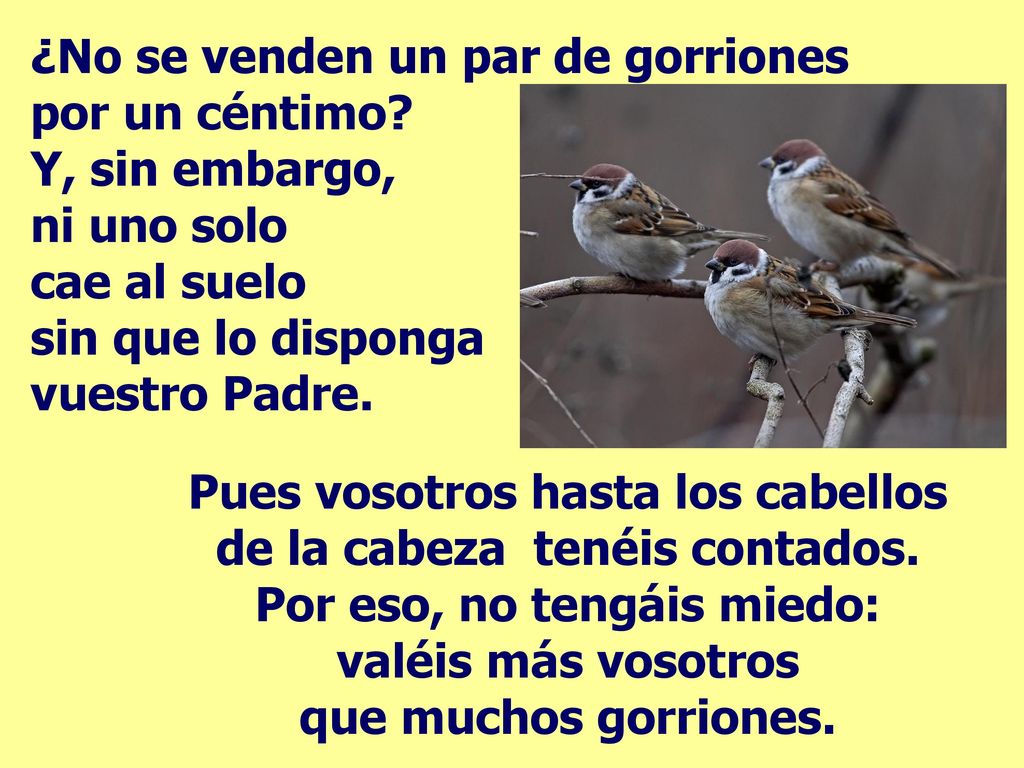 ¿No se venden un par de gorriones por un céntimo Y, sin embargo,