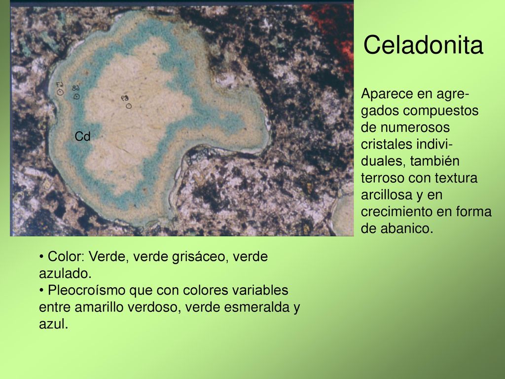 Celadonita Aparece en agre-gados compuestos de numerosos cristales indivi-duales, también terroso con textura.
