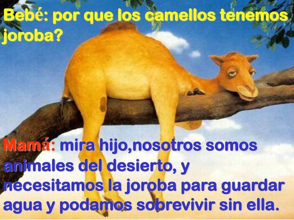 Bebé: por que los camellos tenemos joroba