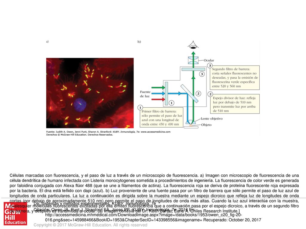 Células marcadas con fluorescencia, y el paso de luz a través de un microscopio de fluorescencia. a) Imagen con microscopio de fluorescencia de una célula dendrítica de humano infectada con Listeria monocytogenes sometida a procedimientos de ingeniería. La fluorescencia de color verde es generada por faloidina conjugada con Alexa flúor 488 (que se une a filamentos de actina). La fluorescencia roja se deriva de proteína fluorescente roja expresada por la bacteria. El dna está teñido con dapi (azul). b) Luz proveniente de una fuente pasa por un filtro de barrera que sólo permite el paso de luz azul de longitudes de onda particulares. La luz a continuación es dirigida sobre la muestra mediante un espejo dicroico que refleja luz de longitudes de onda cortas (por debajo de aproximadamente 510 nm) pero permite el paso de longitudes de onda más altas. Cuando la luz azul interactúa con la muestra, cualesquier moléculas fluorescentes excitadas por ella emiten fluorescencia que a continuación pasa por el espejo dicroico, a través de un segundo filtro de barrera, y después es transmitida al ocular. [a) Imagen cortesía del Dr. Keith Bahjat, Earle A. Chiles Research Institute.]