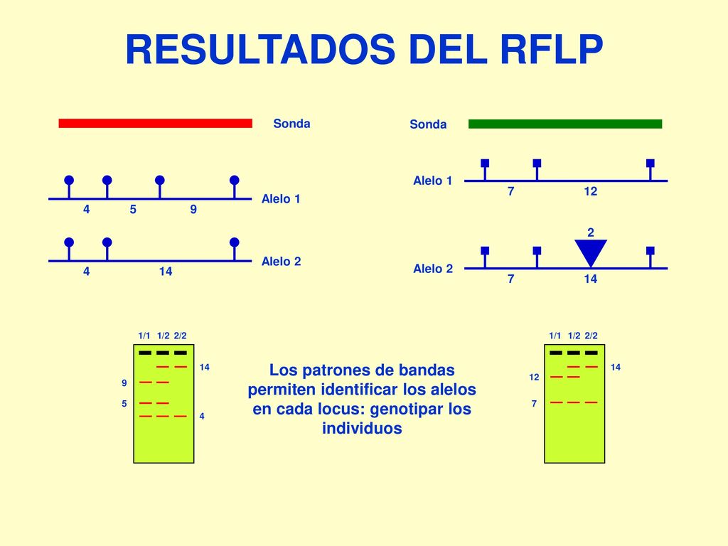 RESULTADOS DEL RFLP Alelo Alelo 2. Sonda Alelo Alelo 1.