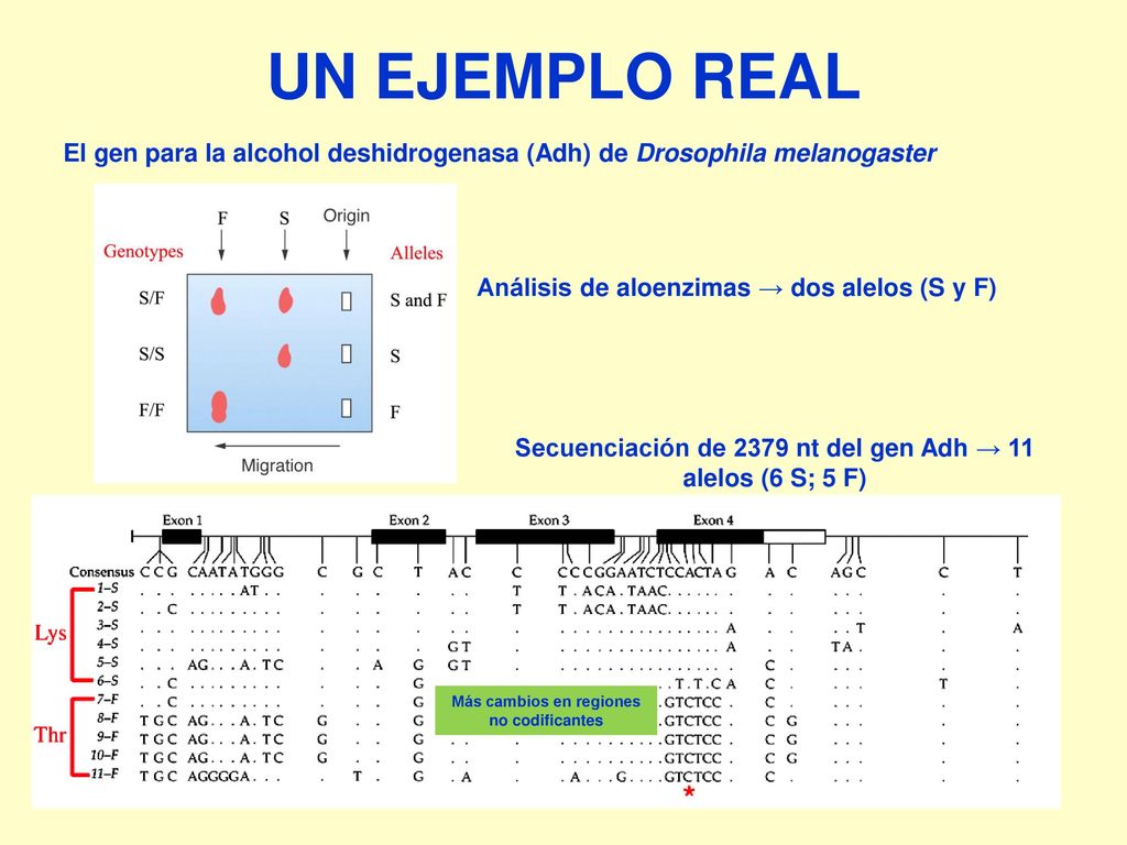 Secuenciación de 2379 nt del gen Adh → 11 alelos (6 S; 5 F)